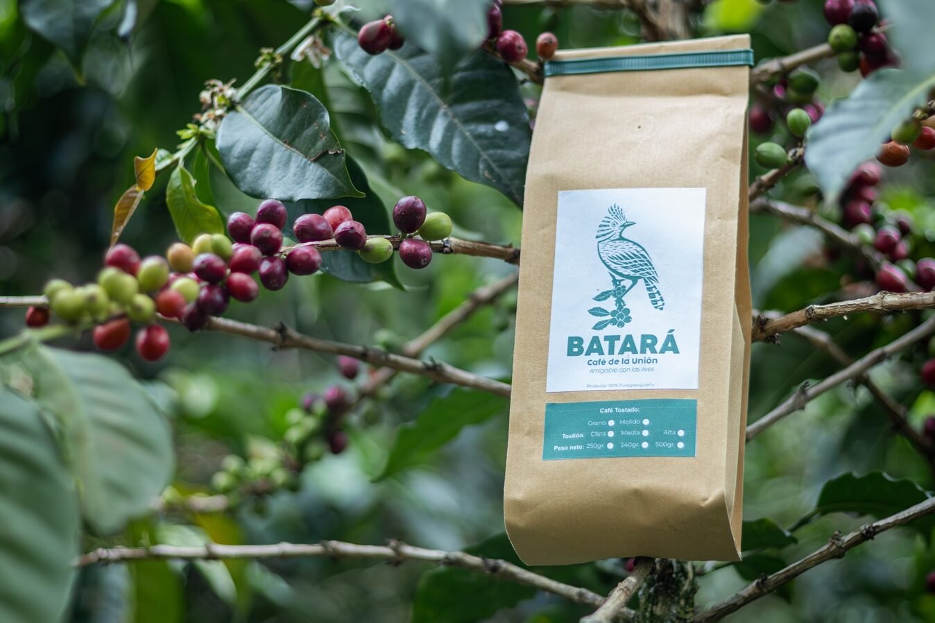 Plantación Café Batará